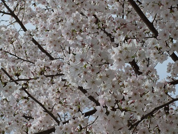 25.4.1満開の桜.jpg